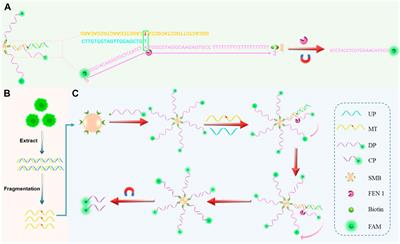 A FEN 1-driven DNA walker-like reaction coupling with magnetic bead-based separation for specific SNP detection